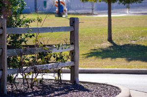 Tree Mulching