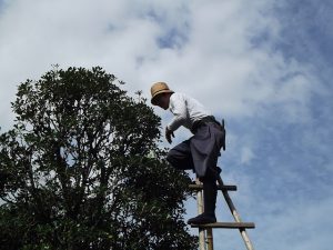 Tree Pruning Milton Keynes