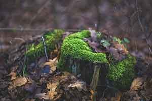 Stump Grinding Milton Keynes